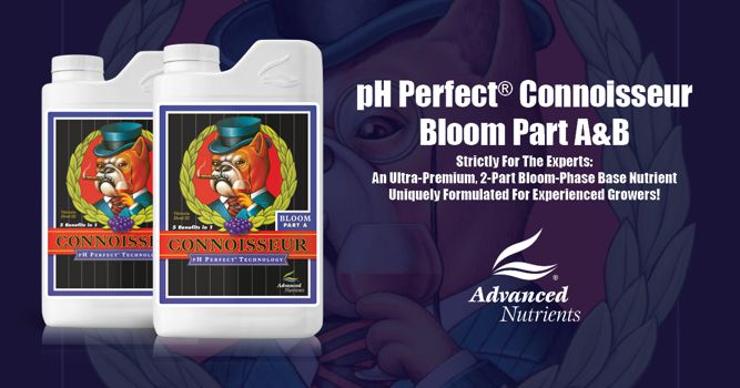 pH Perfect Connoisseur Bloom A+B